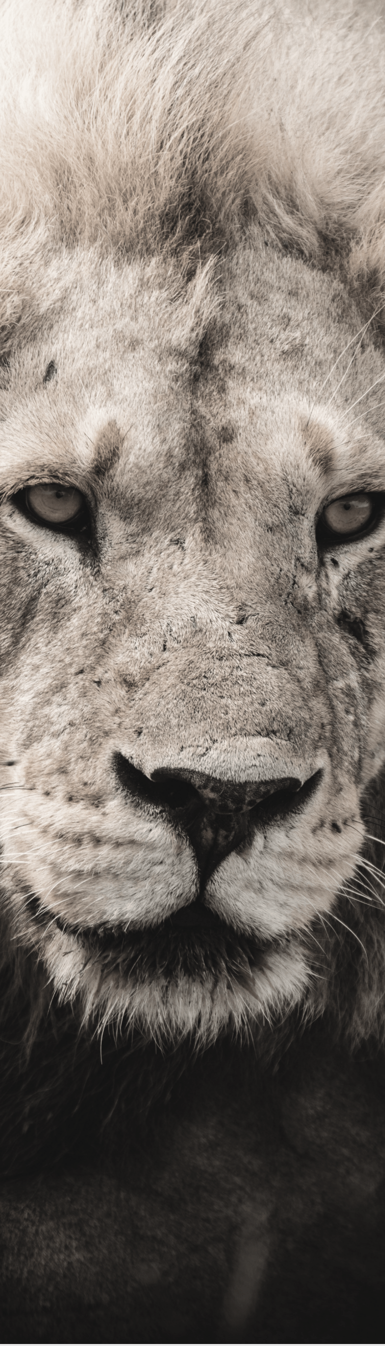 Lion image