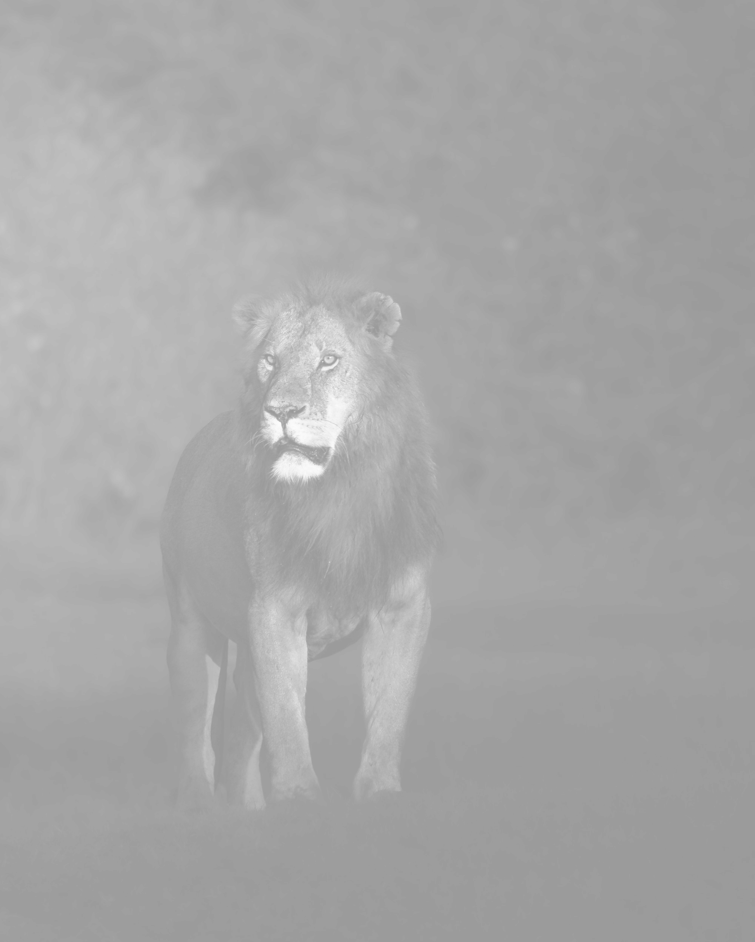 Lion background image